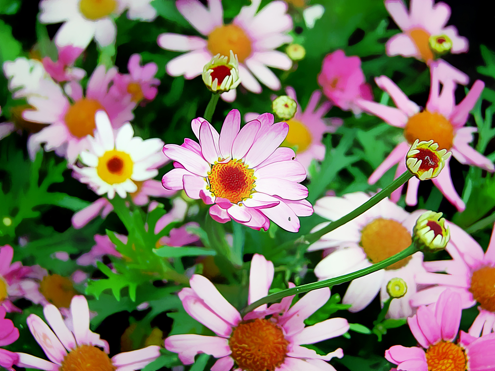 Flower,Flowering Plant,Marguerite Daisy