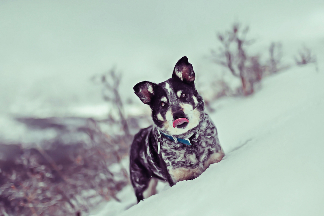 Dog Breed,Dog,Snow