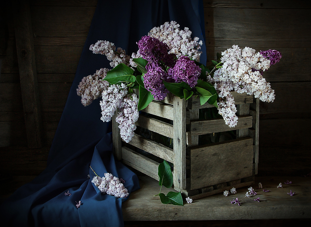 Still Life Photography,Flower,Lilac