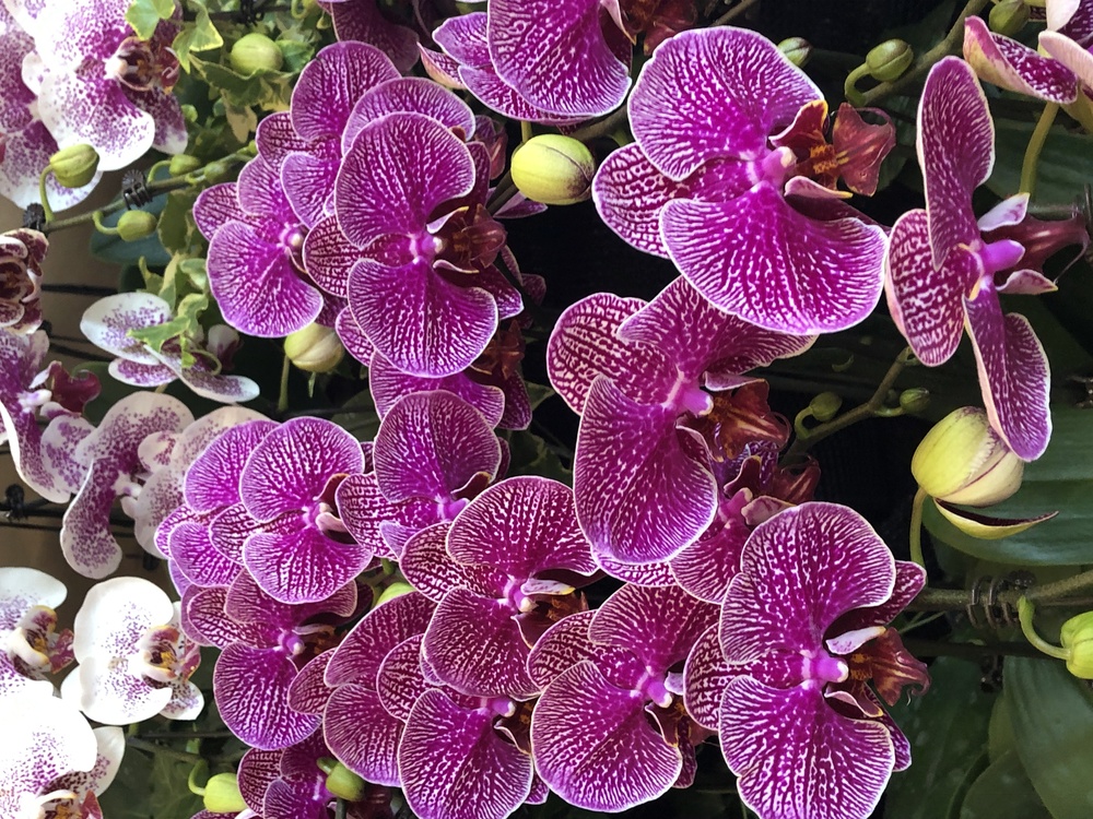 Flower,Flowering Plant,Moth Orchid