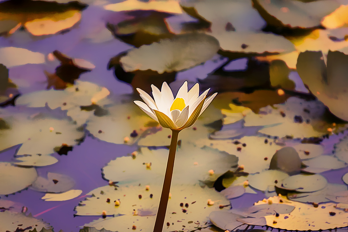 Fragrant White Water Lily,Flower,Petal