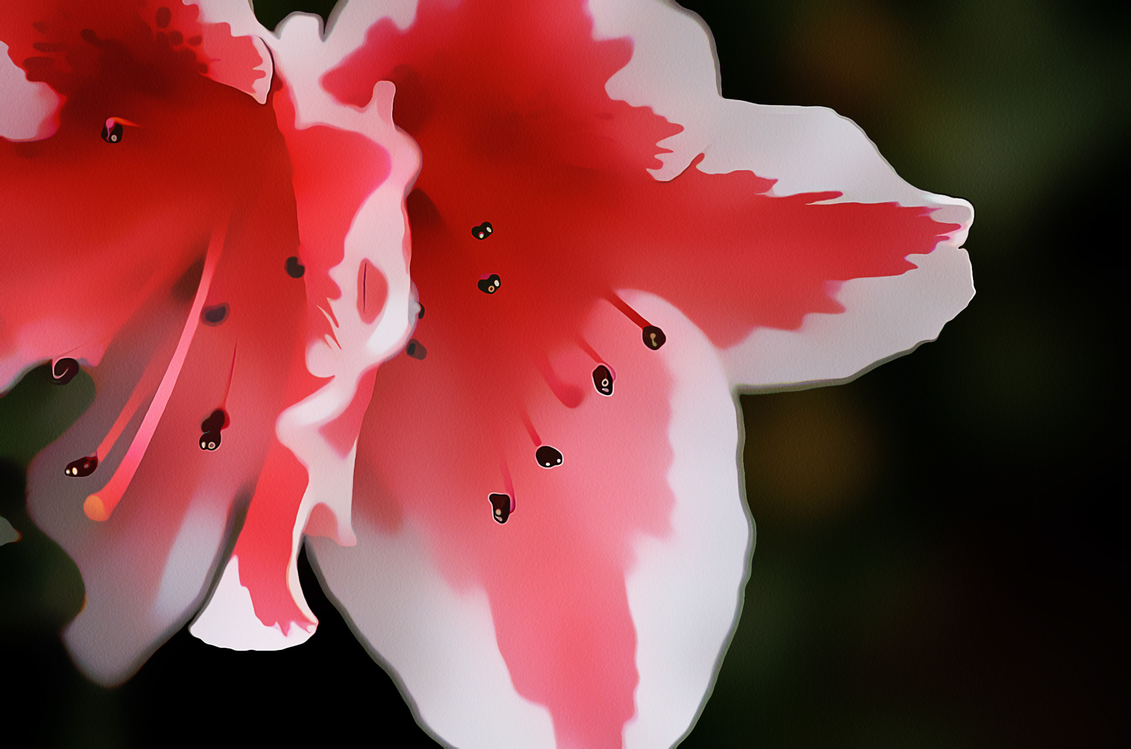Flowering Plant,Petal,Pink