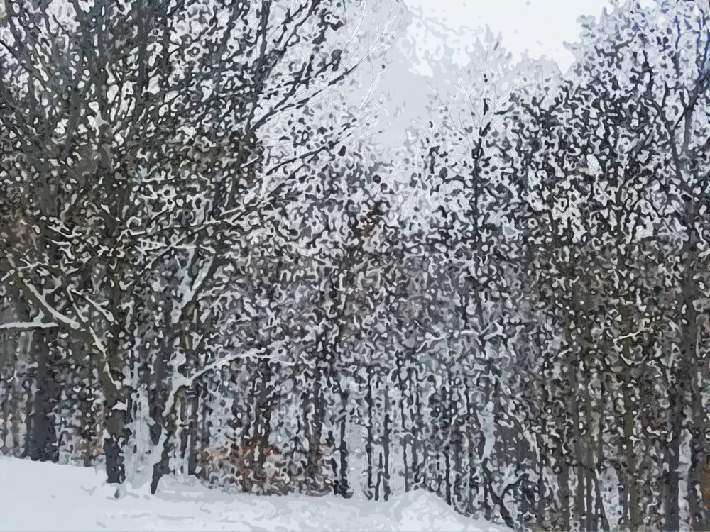 Snow,Tree,Winter
