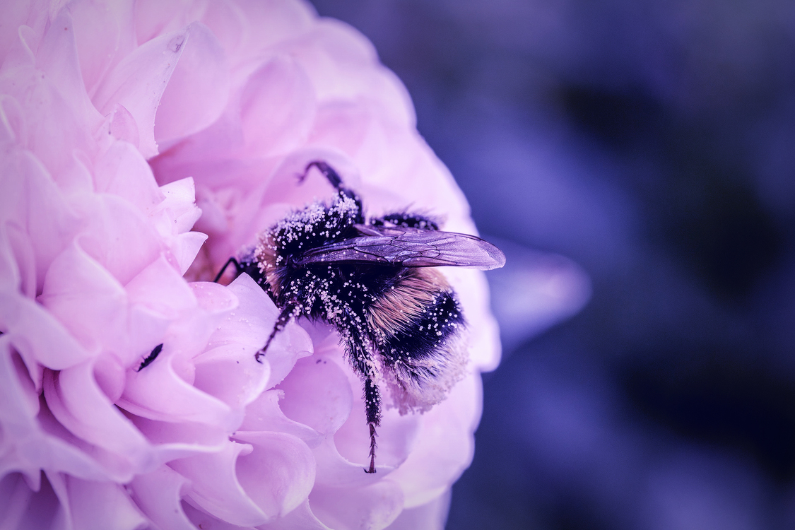 Honeybee,Petal,Flower