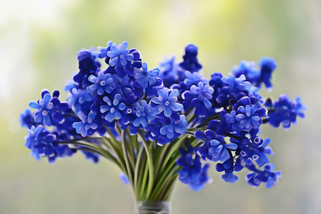 Flower,Flowering Plant,Blue