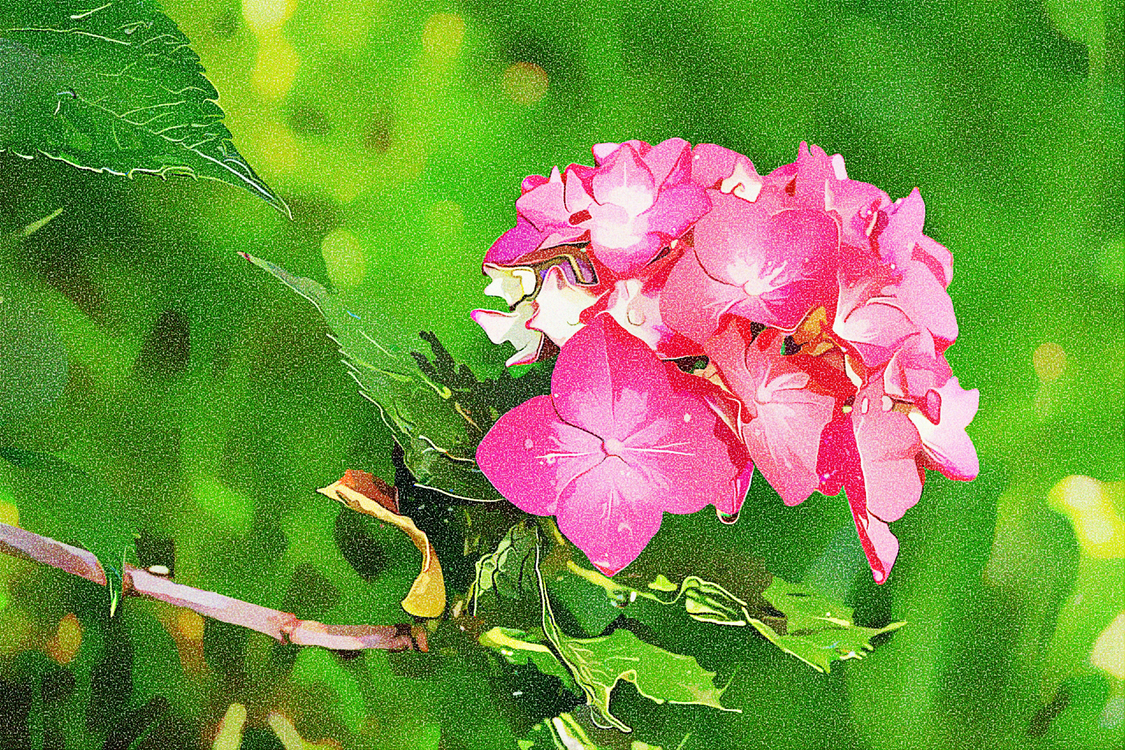 Flower,Flowering Plant,Petal