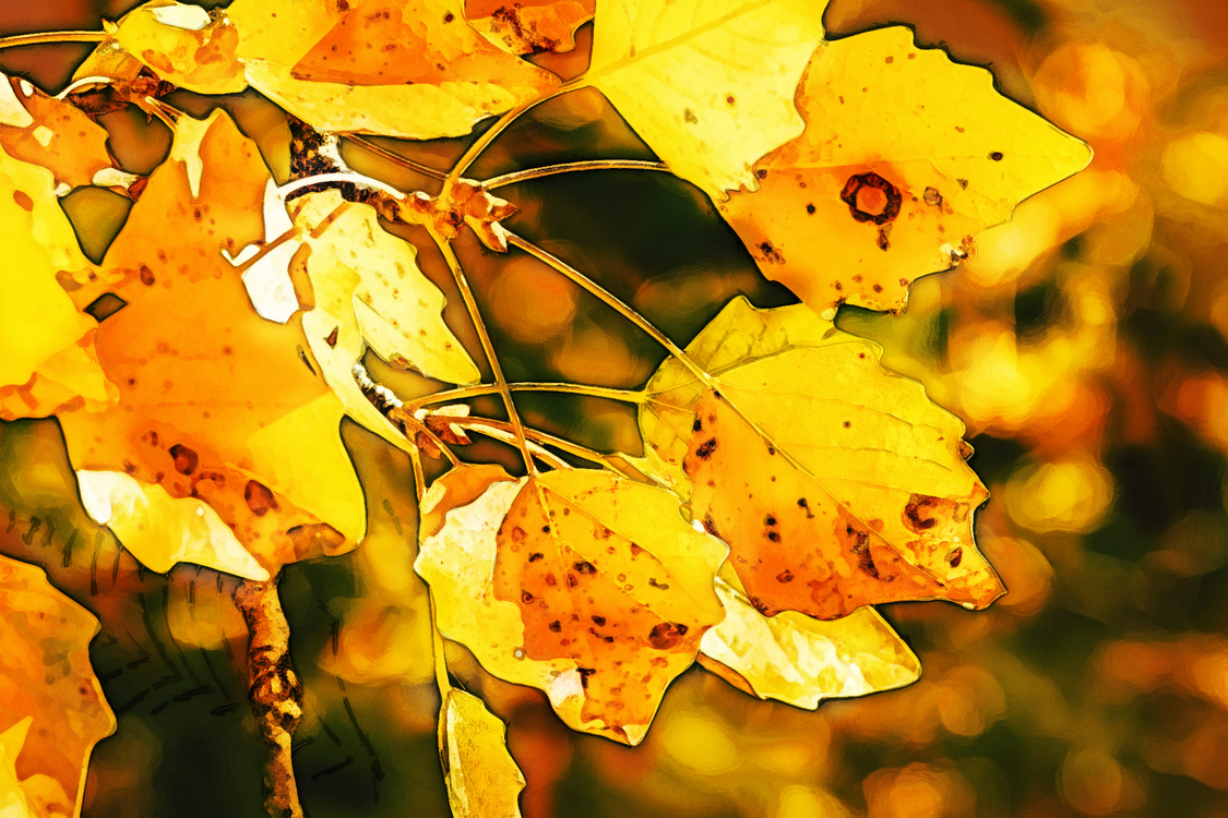 Leaf,Yellow,Tree