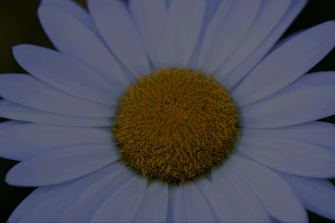 Petal,Flower,Blue
