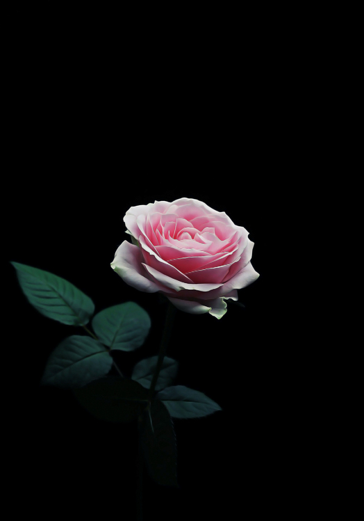 Pink,Garden Roses,Rose
