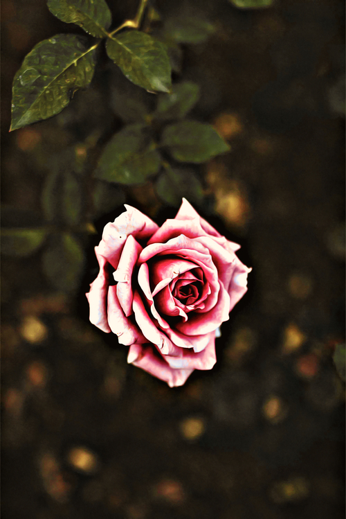 Pink,Garden Roses,Flower