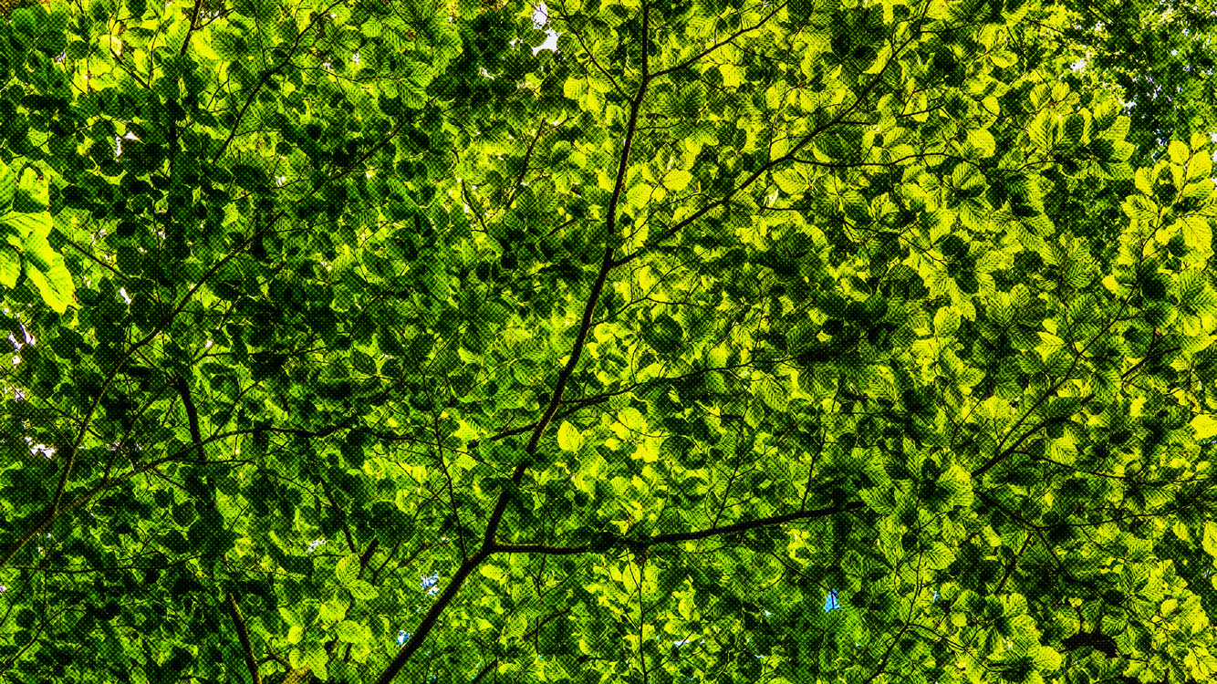 Green,Tree,Nature