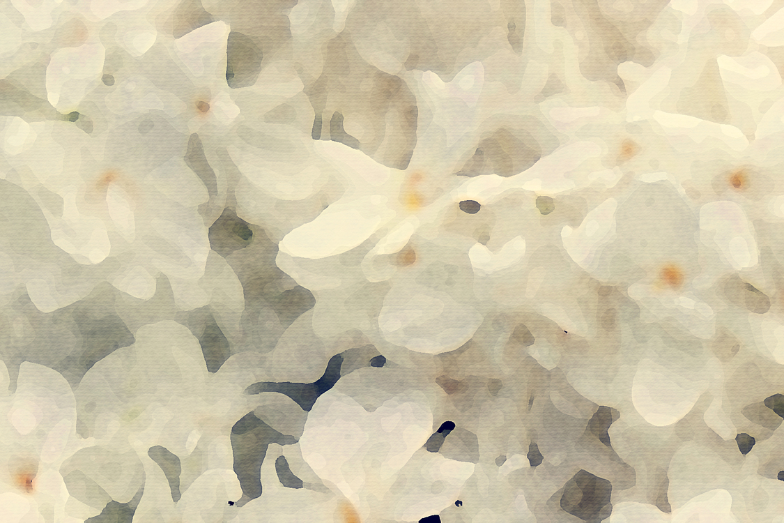 White,Petal,Flower