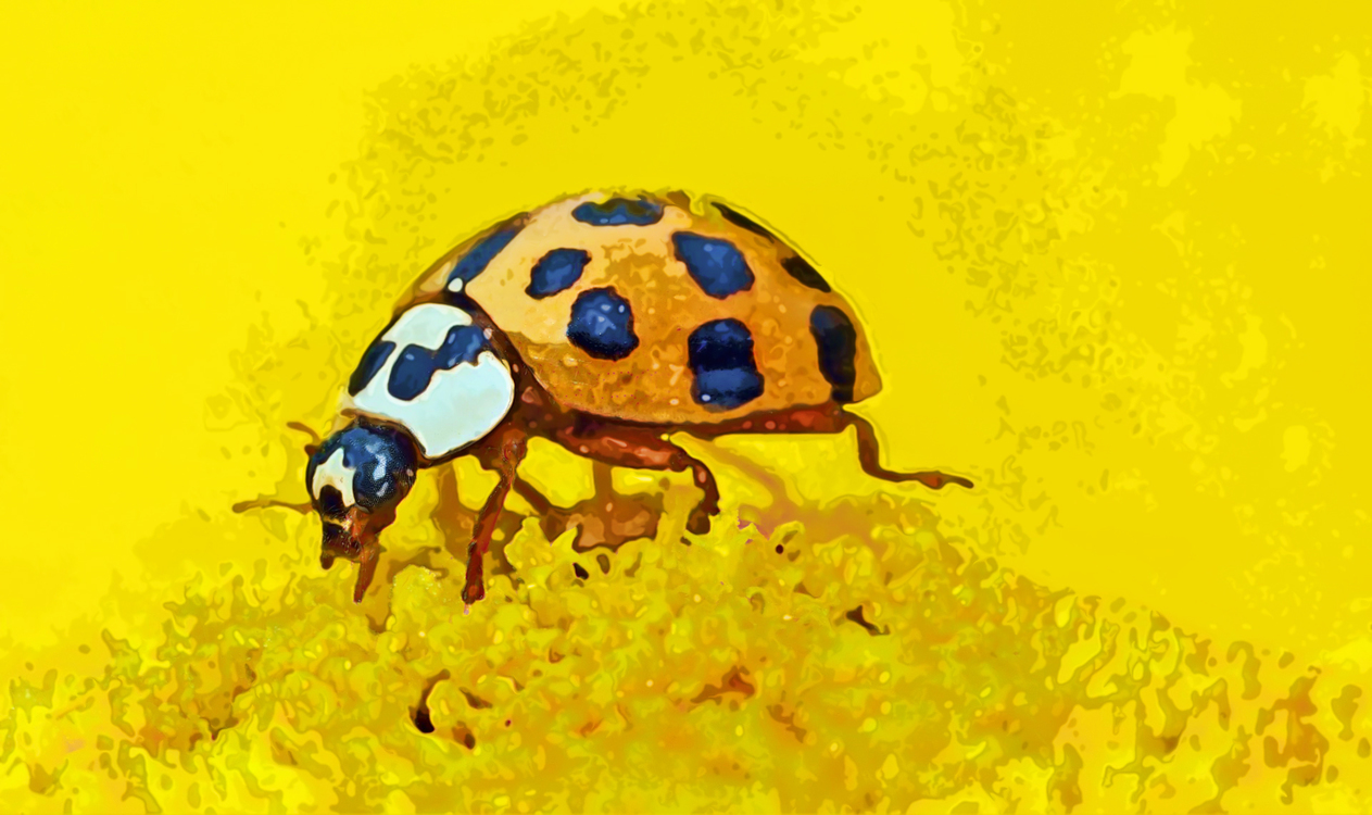 Insect,Ladybug,Yellow