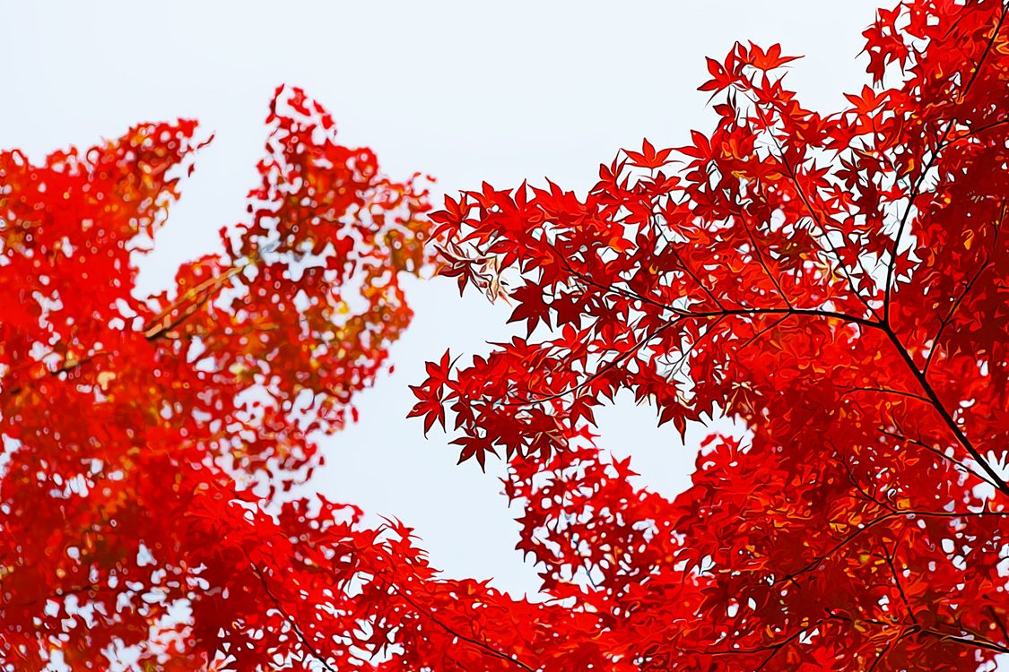 Red,Tree,Leaf