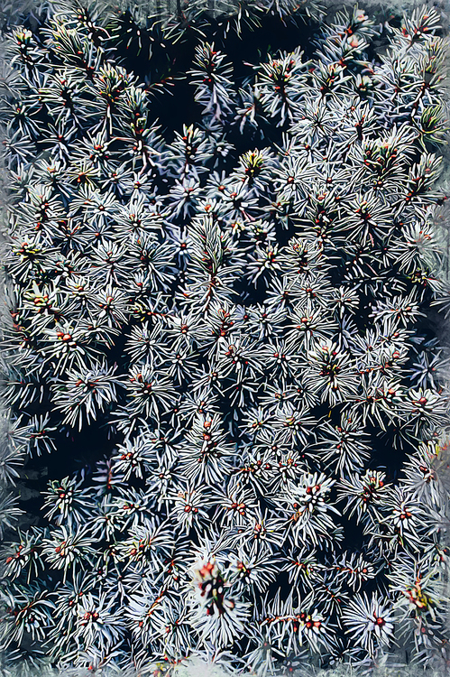 Colorado Spruce,Flower,Plant