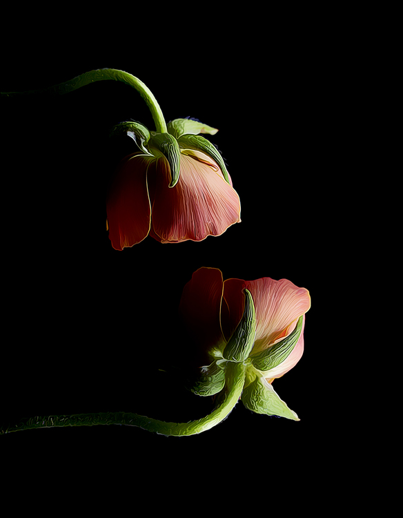 Still Life Photography,Flower,Plant