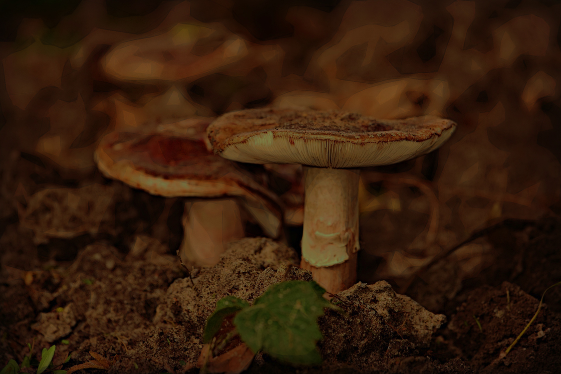 Mushroom,Edible Mushroom,Agaricaceae
