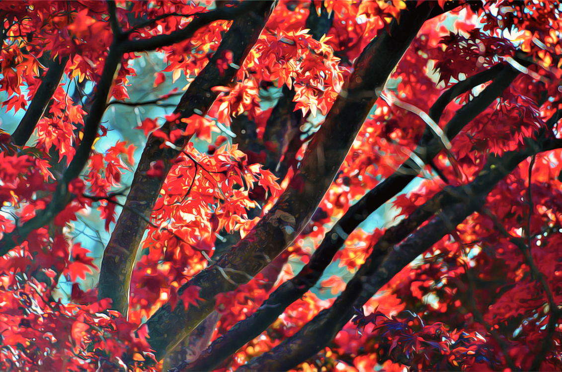 Leaf,Tree,Red