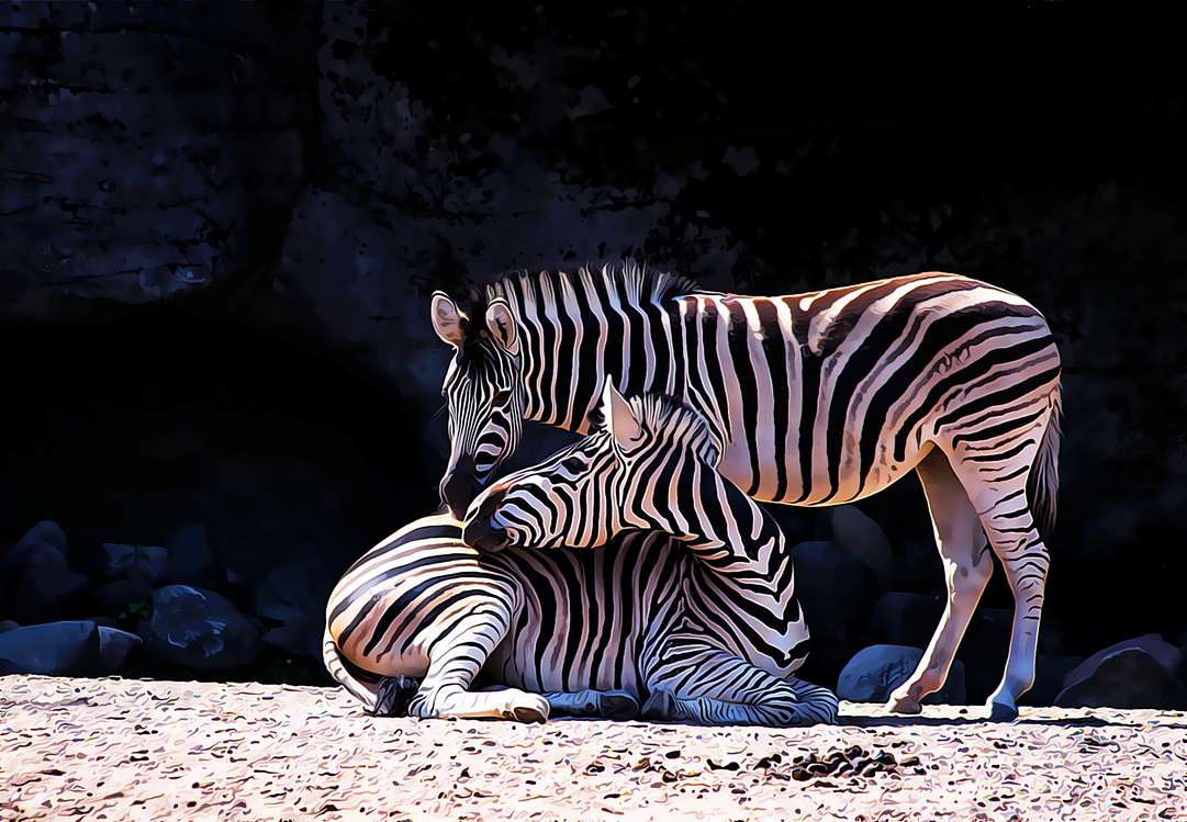 Zebra,Wildlife,Terrestrial Animal
