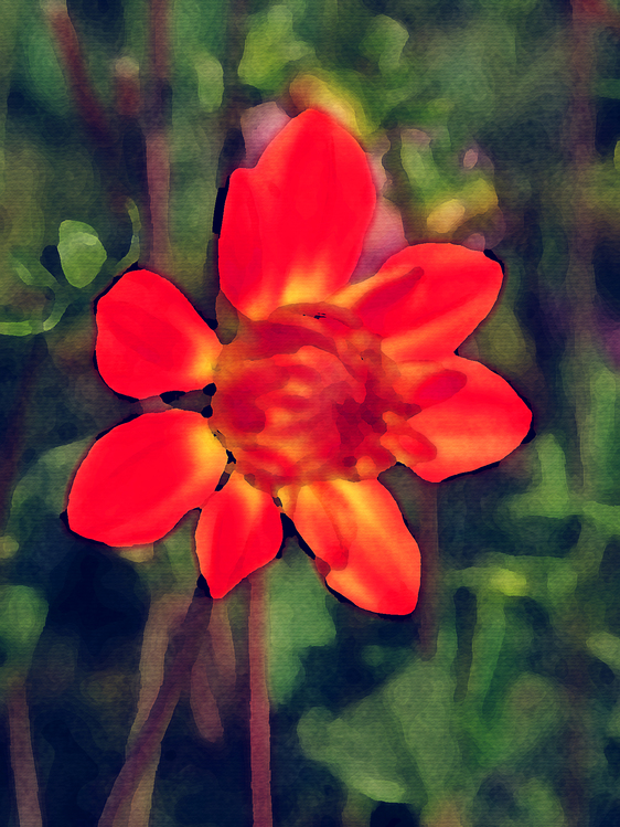 Flower,Petal,Red