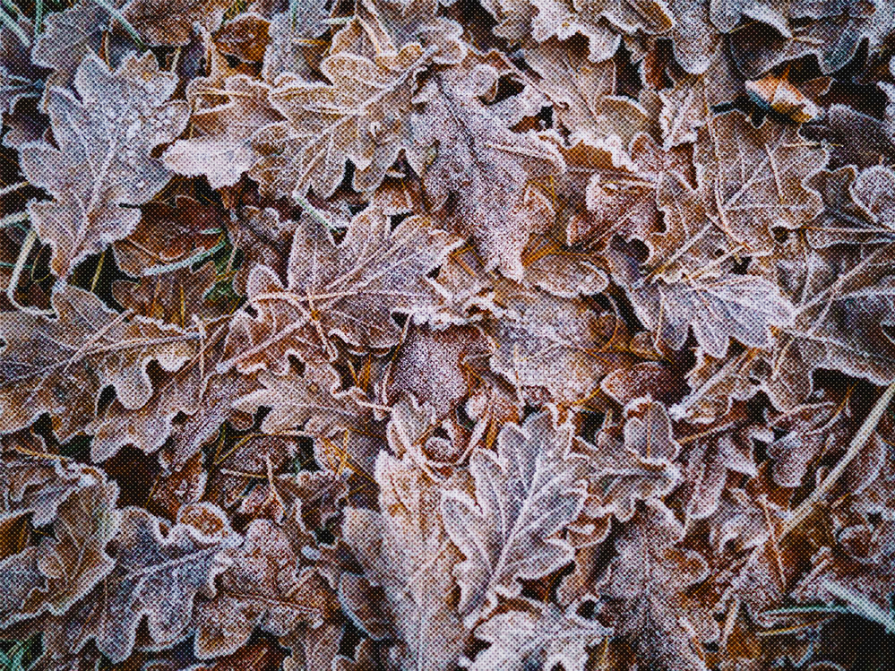 Frost,Leaf,Freezing