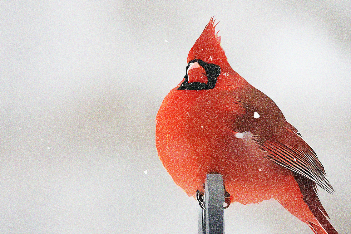 Bird,Northern Cardinal,Cardinal