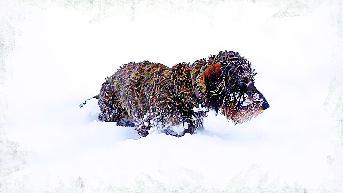 Dog,Snow,Boar
