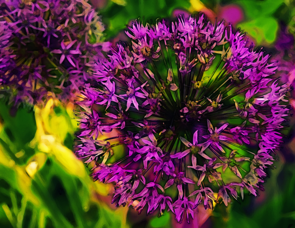 Flower,Flowering Plant,Purple