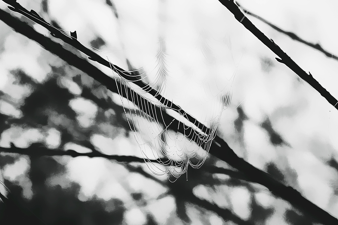 Branch,Blackandwhite,Monochrome Photography