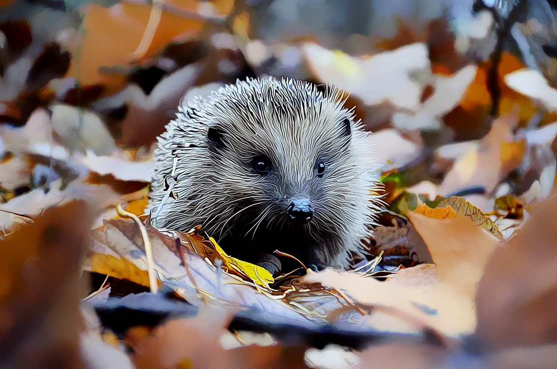 Hedgehog,Domesticated Hedgehog,Porcupine