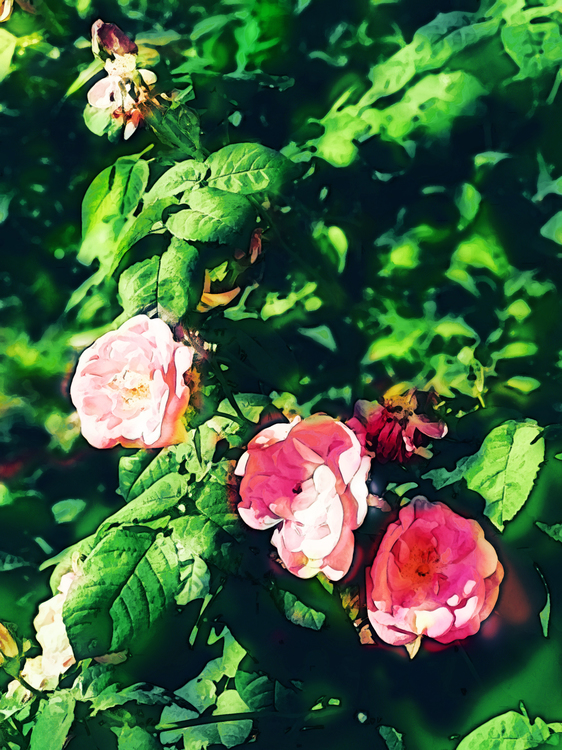 Flower,Flowering Plant,Pink