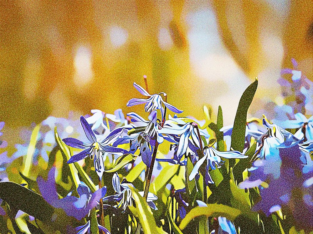 Flower,Blue,Plant