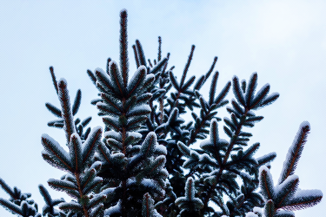 Shortleaf Black Spruce,Balsam Fir,Colorado Spruce