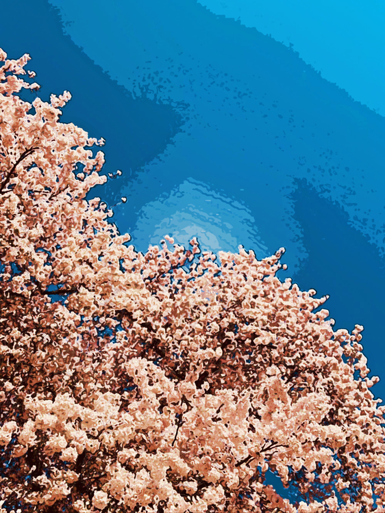 Blossom,Coral Reef,Cherry Blossom