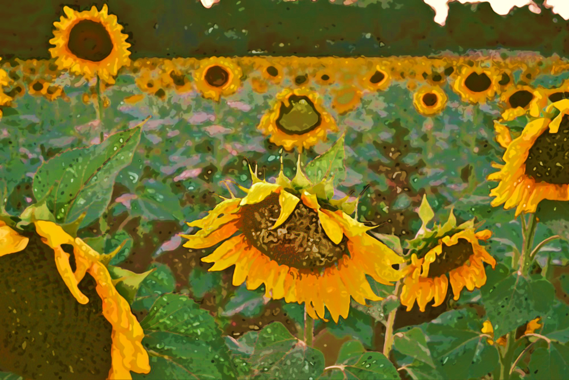 Sunflower,Flower,Yellow