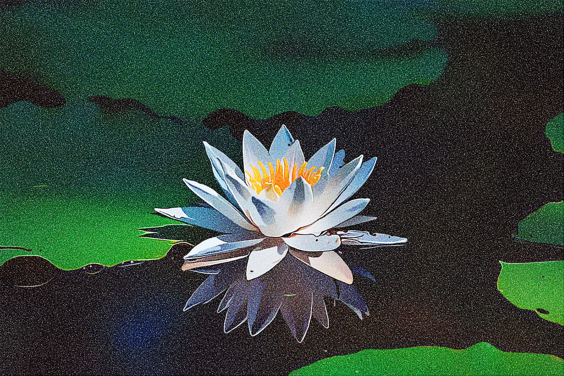Fragrant White Water Lily,Sacred Lotus,Lotus Family