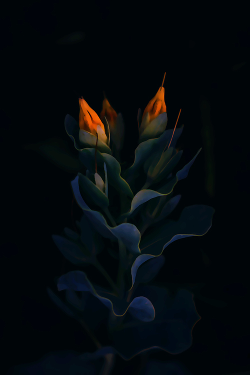 Flower,Plant,Darkness