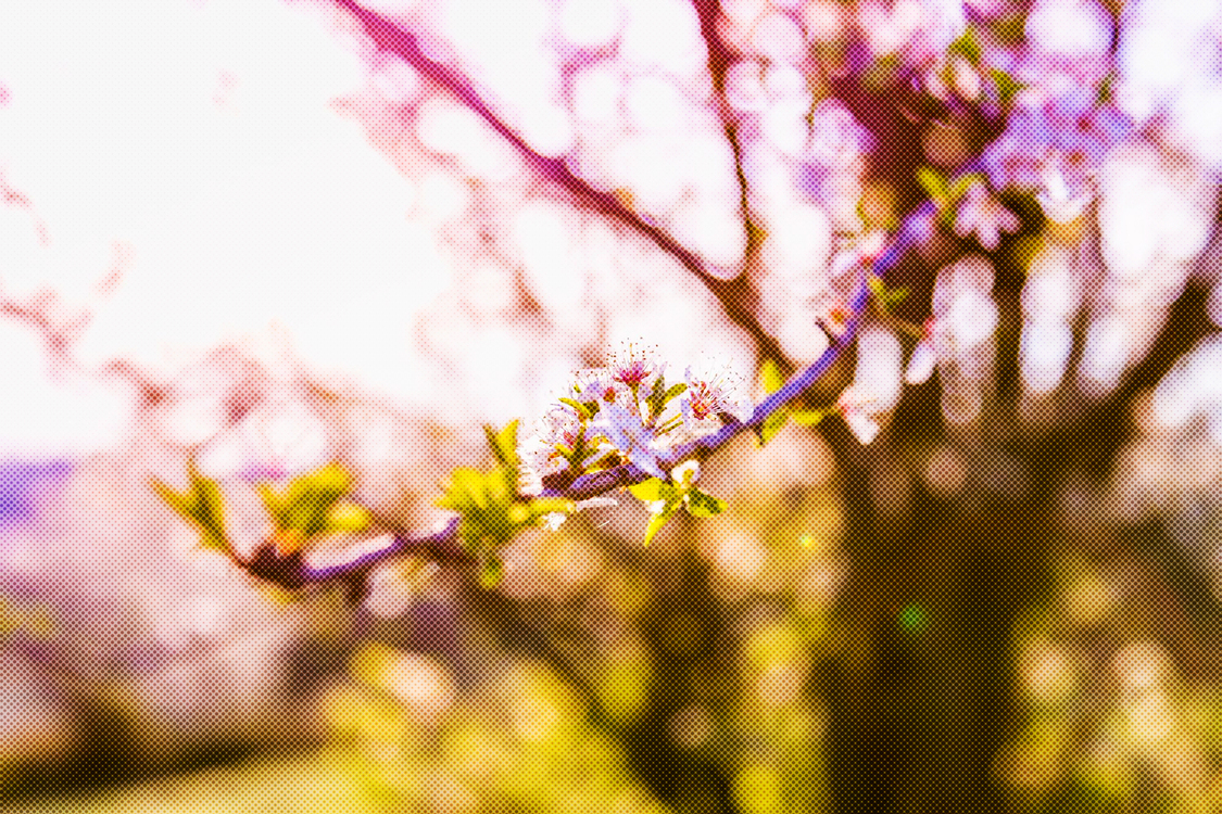 Flower,Spring,Branch