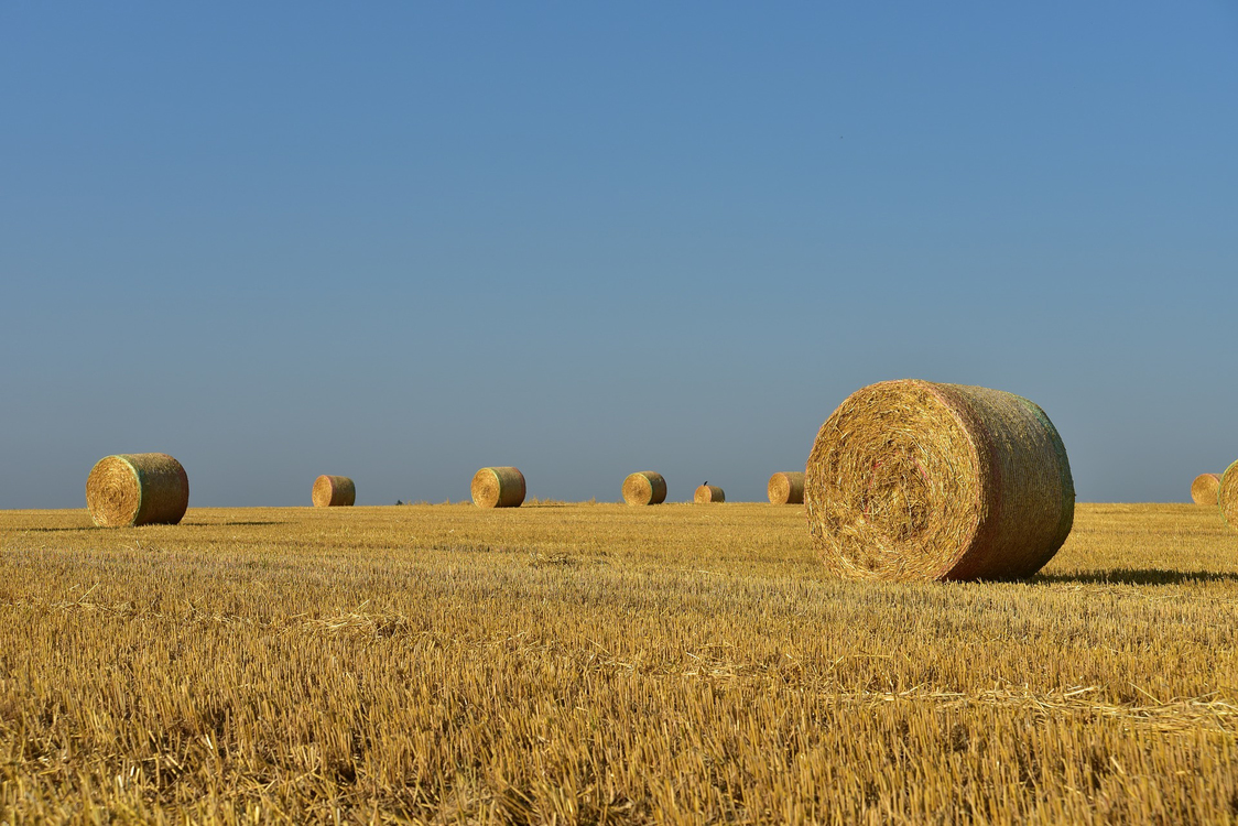 Straw,Hay,Field