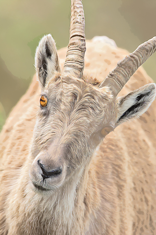 Horn,Goats,Wildlife