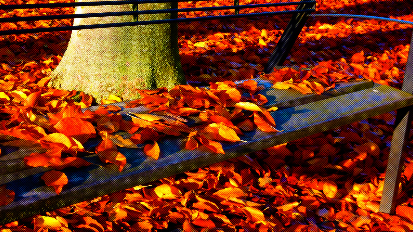 Leaf,Orange,Autumn