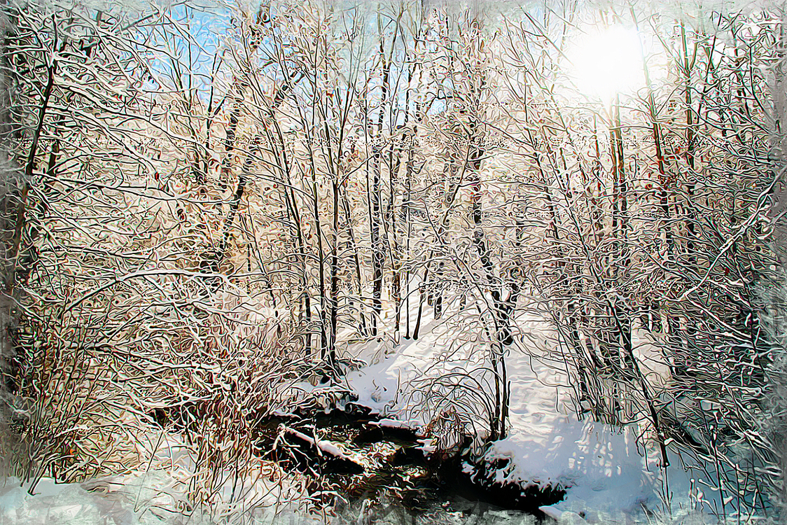 Tree,Winter,Natural Landscape