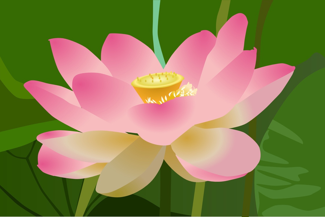 Lotus Family,Lotus,Sacred Lotus