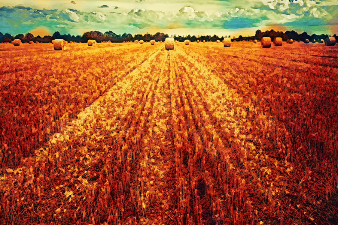 Field,Harvest,Agriculture