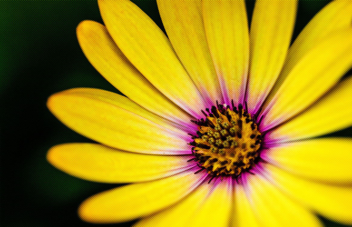Flower,Petal,Yellow