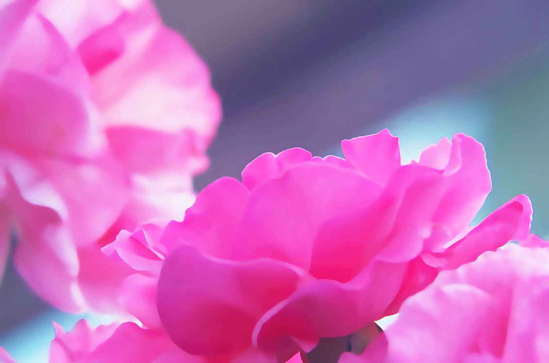 Petal,Flowering Plant,Pink