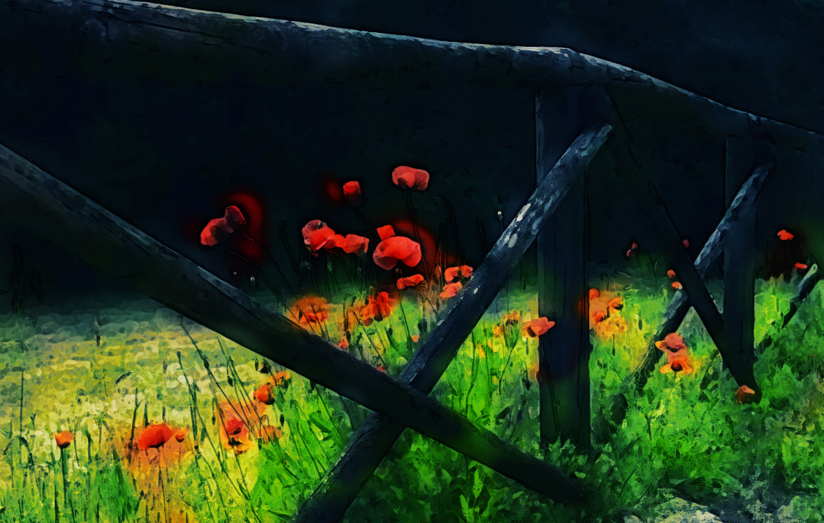 Nature,Red,Poppy