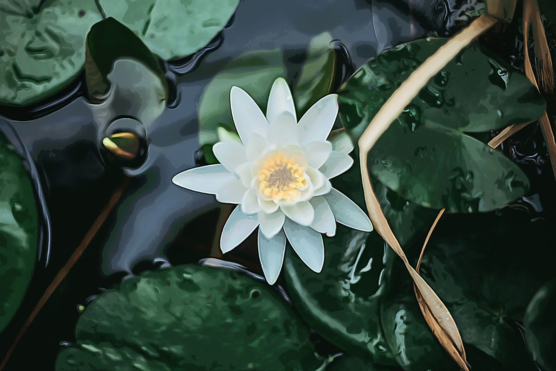 Flower,Fragrant White Water Lily,Aquatic Plant