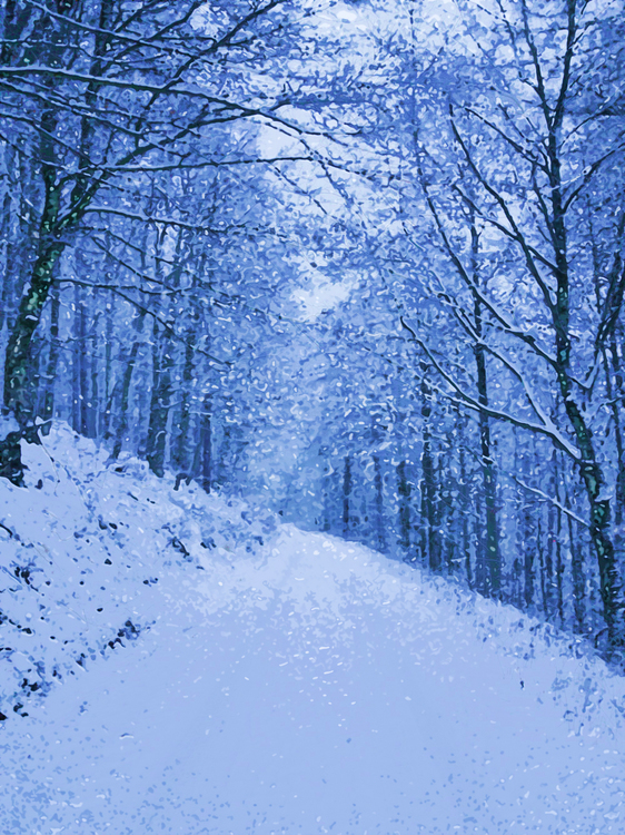 Snow,Winter,Tree