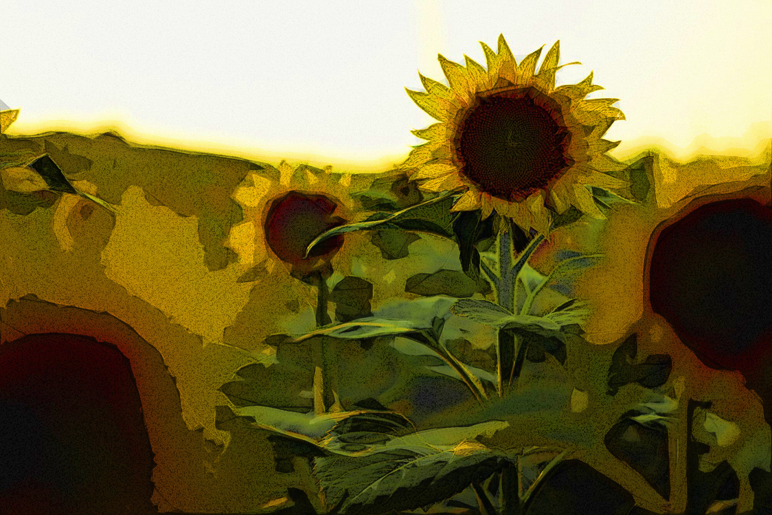Sunflower,Yellow,Flower